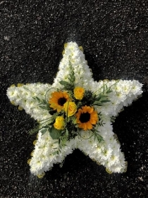 sunflower star
